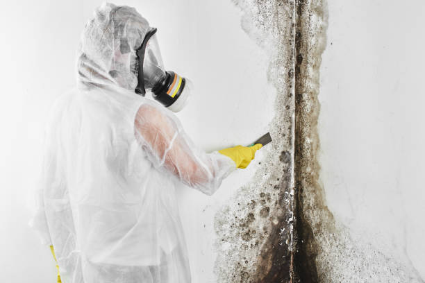 Best Toxic Mold Removal  in Lake Katrine, NY