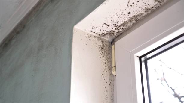 Best Same-Day Mold Removal  in Lake Katrine, NY