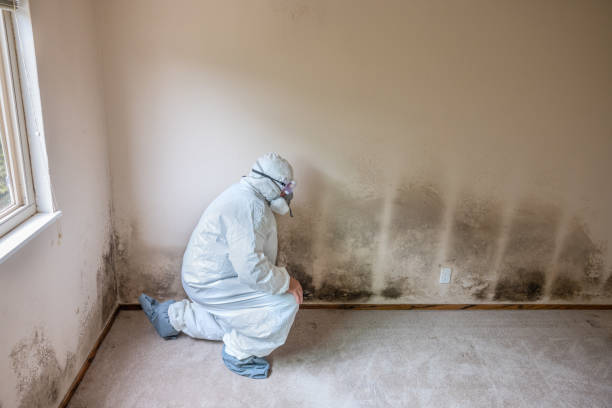 Best Mold Damage Repair  in Lake Katrine, NY