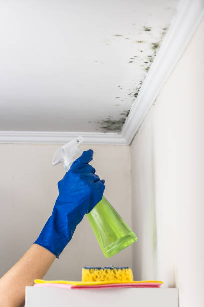 Best Toxic Mold Removal  in Lake Katrine, NY