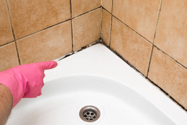 Best Office Mold Removal Services  in Lake Katrine, NY